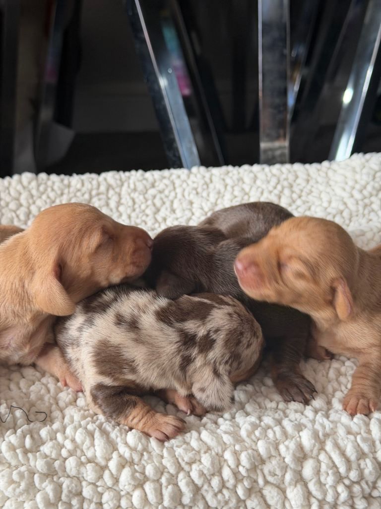 Beautiful Miniature Dachshund Puppies – Ready 14th June 