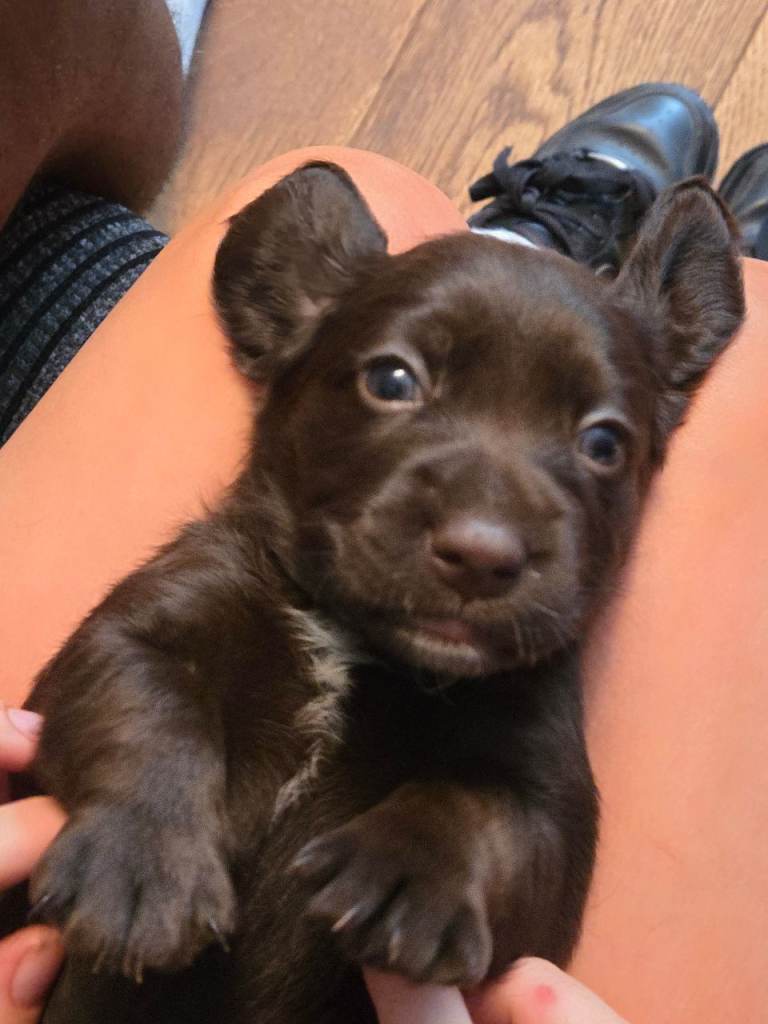 Stunning cockerdor puppies