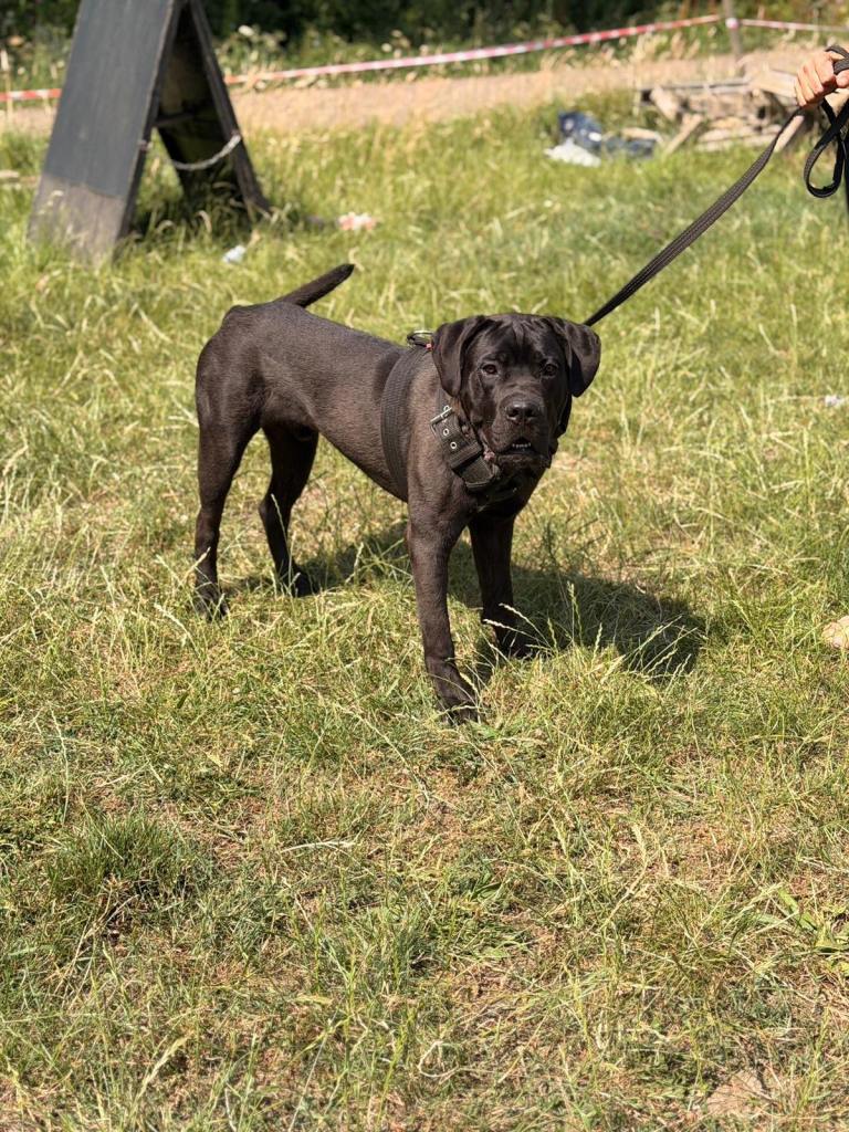 Ready now 10m old male cane corso 