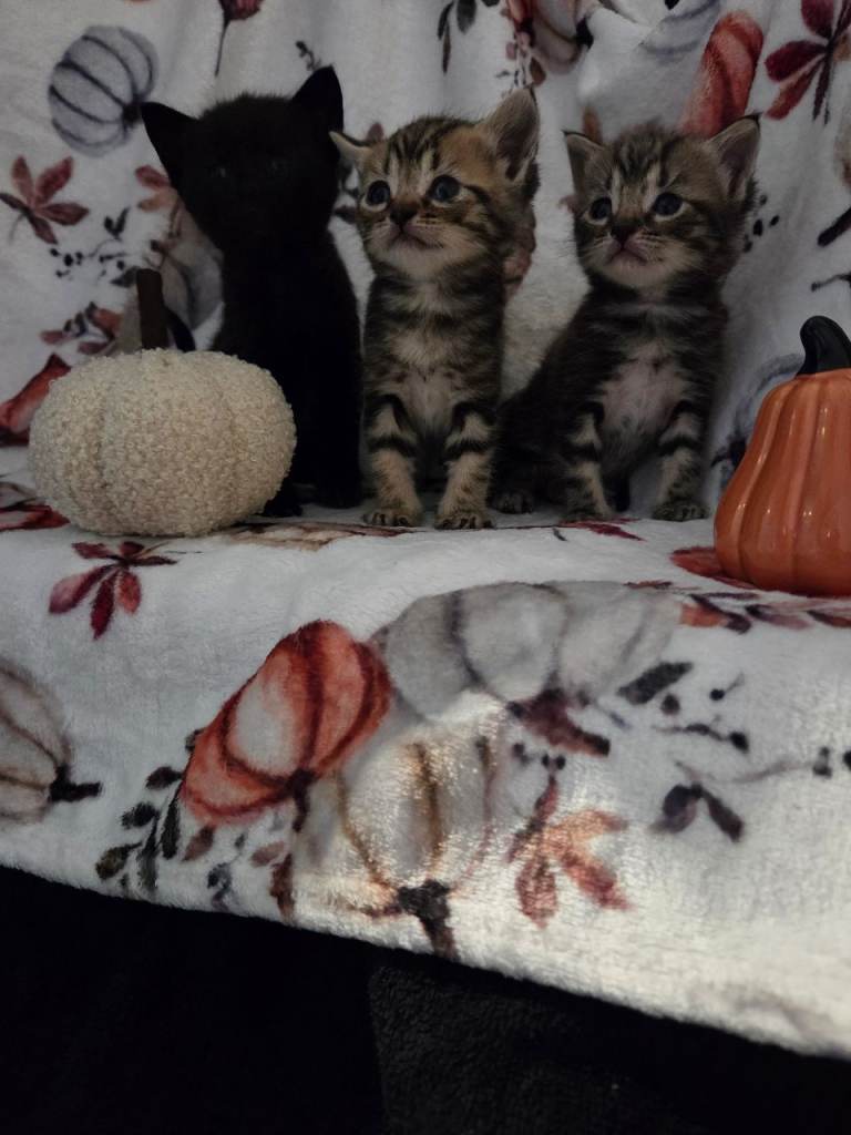 Kittens for sale/reservation!