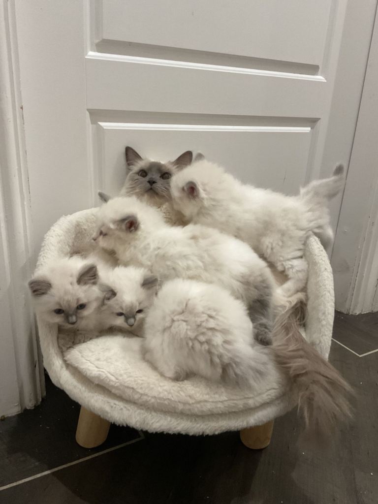 PURE BLUE POINT RAGDOLL KITTENS - 1 BOY 2 GIRLS LEFT