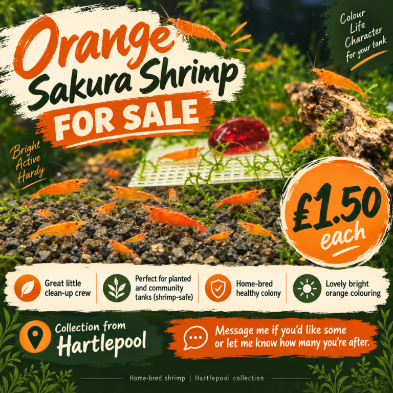 Orange Sakura / Pumpkin Neocaridina Shrimp – Home Bred – Hartlepool