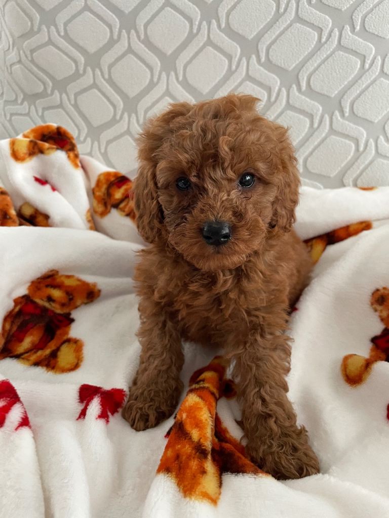 Cavapoochon puppies