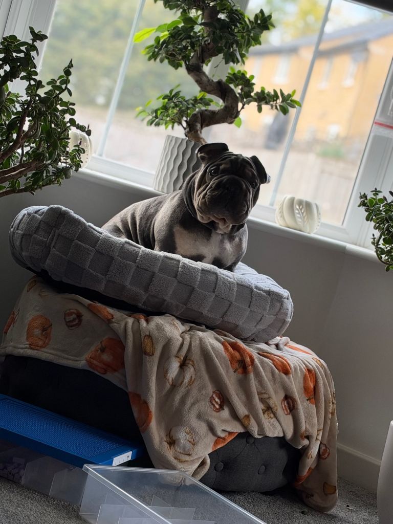 Velvet French bulldog boy 