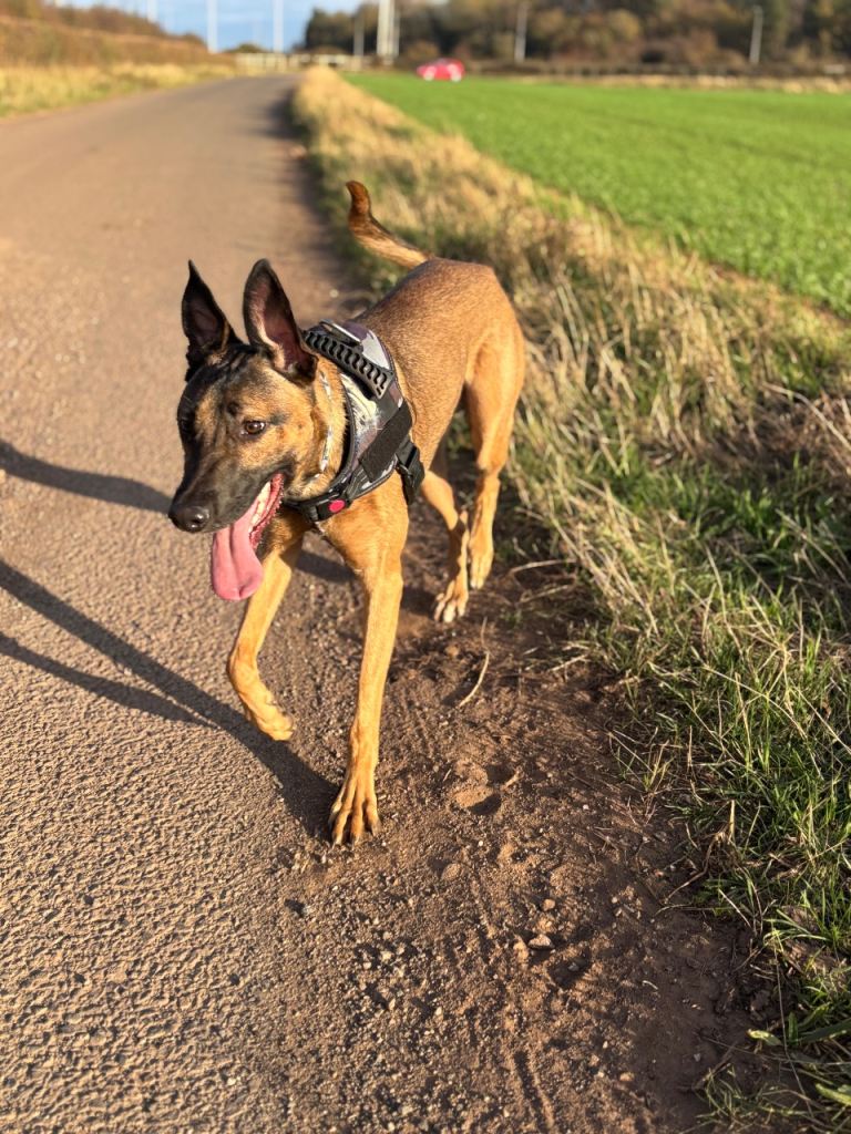 1 year old GSD/lurcher 