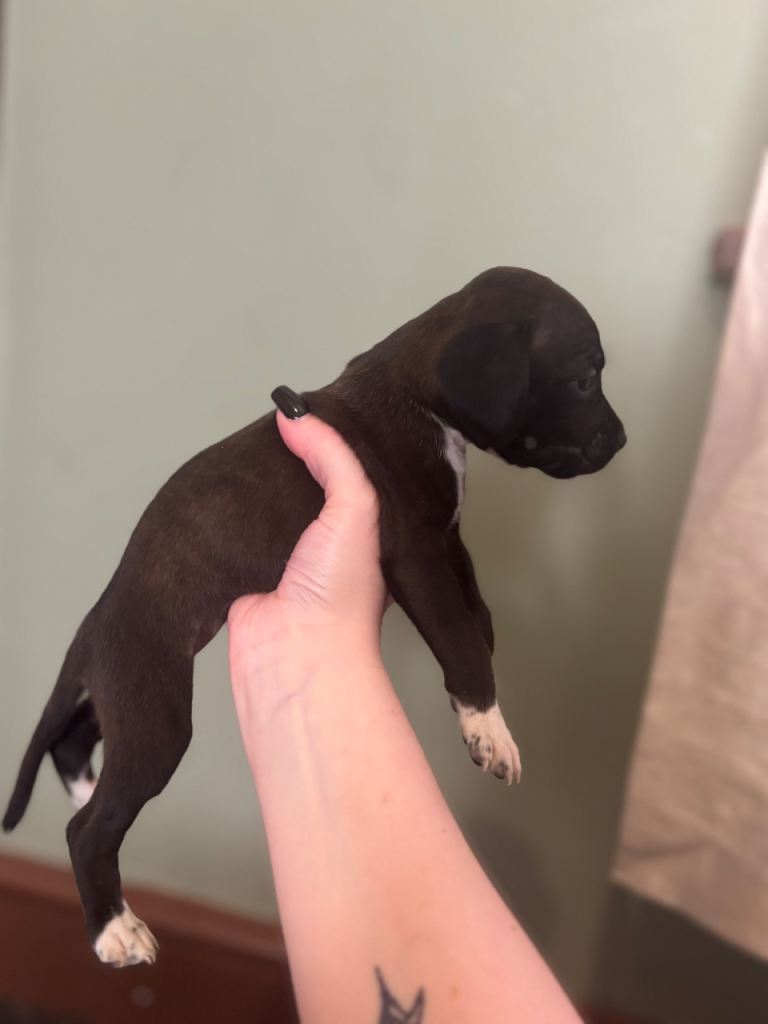 Staffy x cockapoo pups