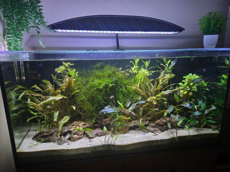 Fish tank aquarium 