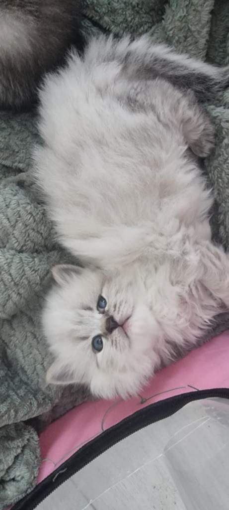Scottish Kittens