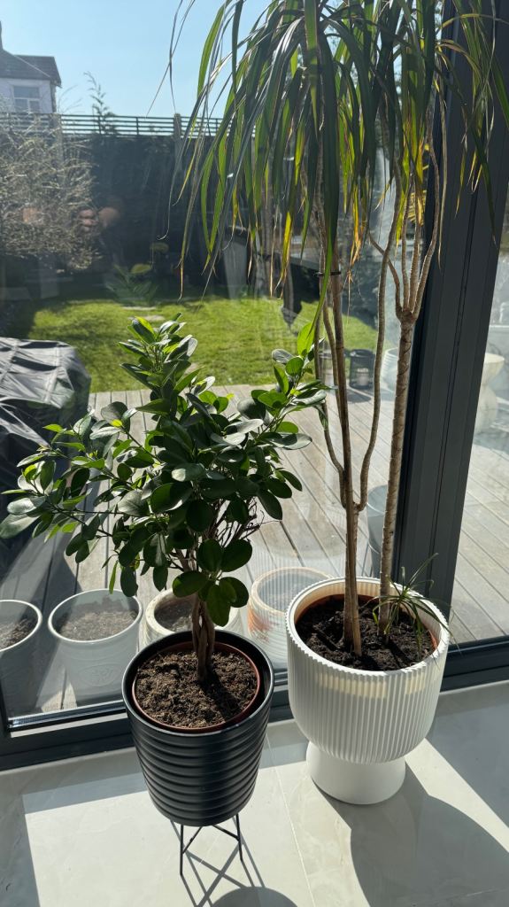 Healthy indoor palm trees with pots (indoor plants)