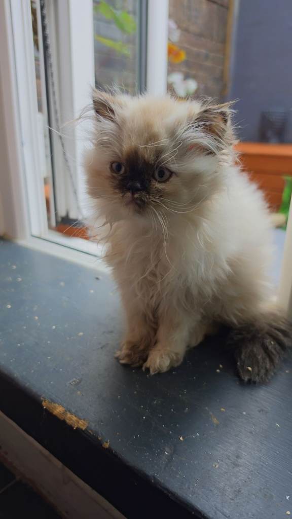 Blue point doll face persian 