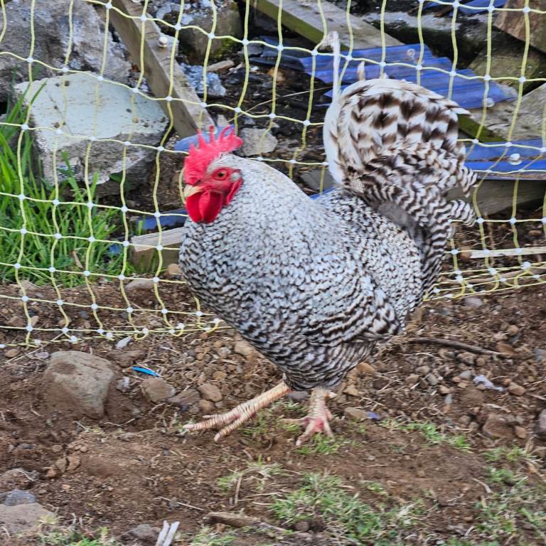Plymouth Rock Rooster 