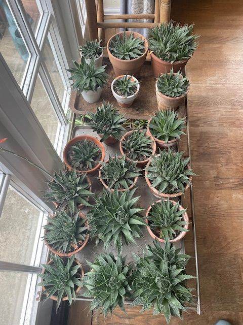 Succulents In Terracotta Pots