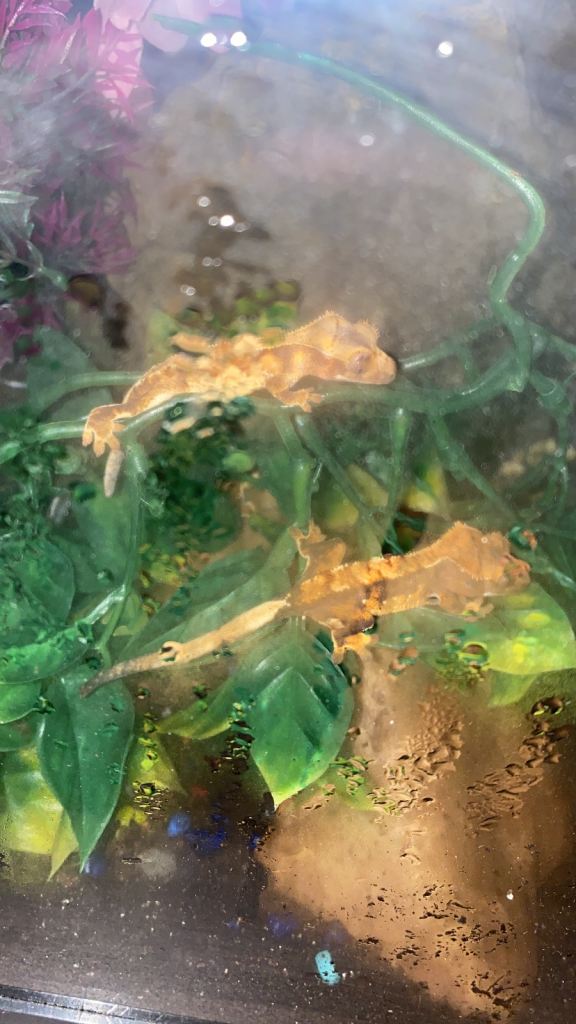 Crested geckos