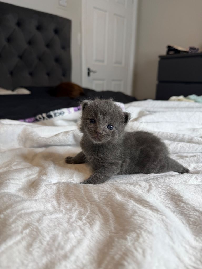 British shorthair grey kittens 
