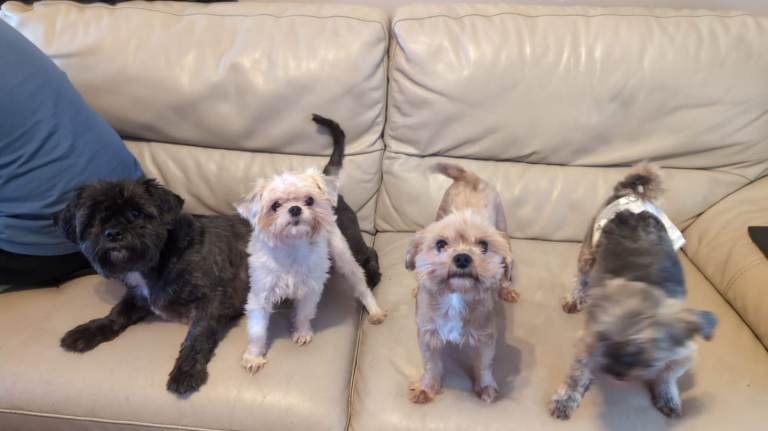 2 3/4 year old shorkie bitch