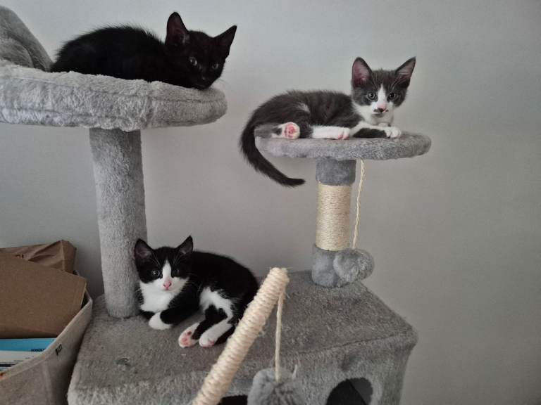 Playful kittens