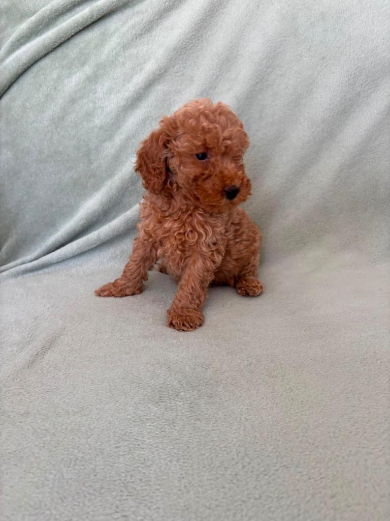 F1bb cockapoo puppies 4 left ready to leave 