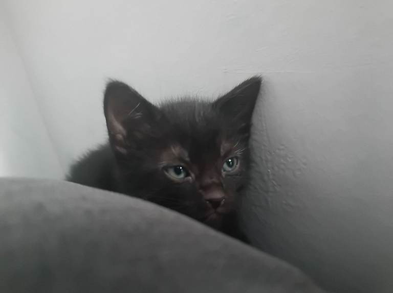 Black beautiful kitten's 