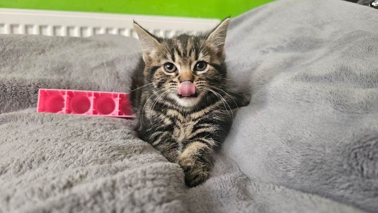 Cute kittens looking for new home 