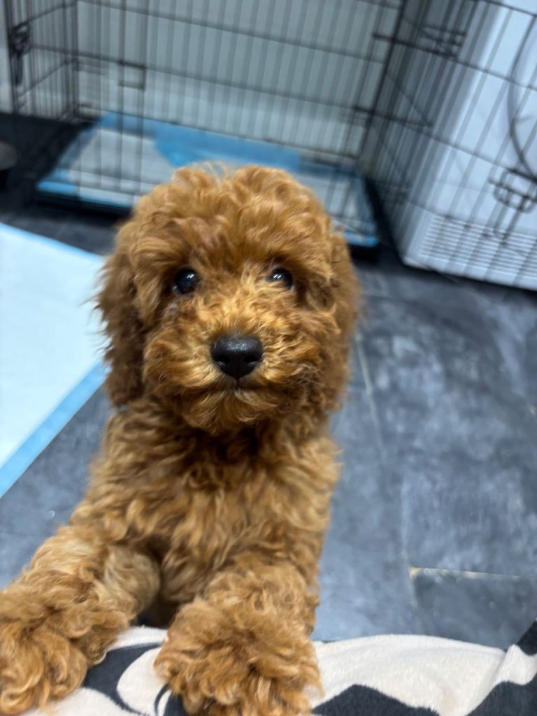 KC registered Red miniature poodles 
