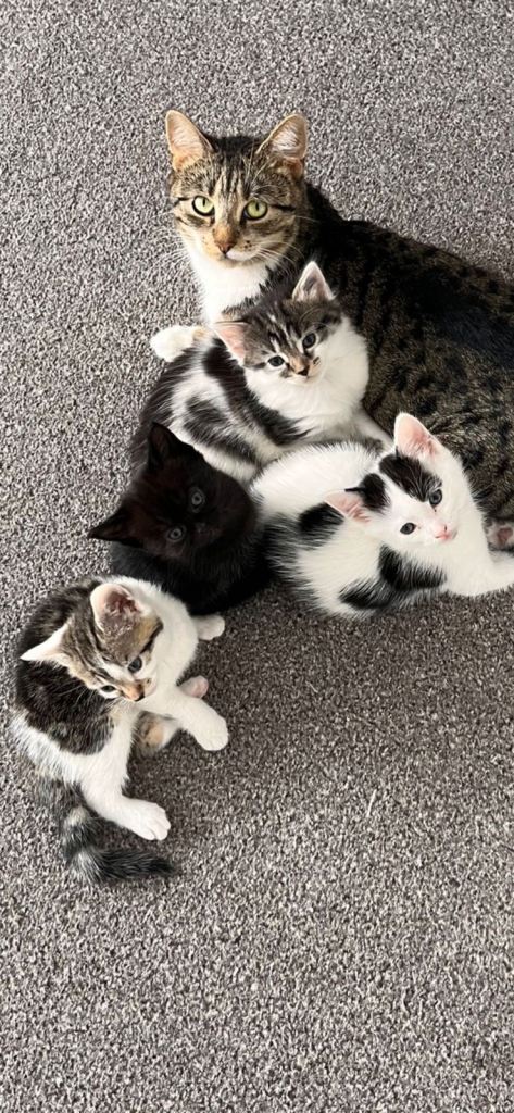 4 kittens for sale - 3 females, 1 male 8 weeks 