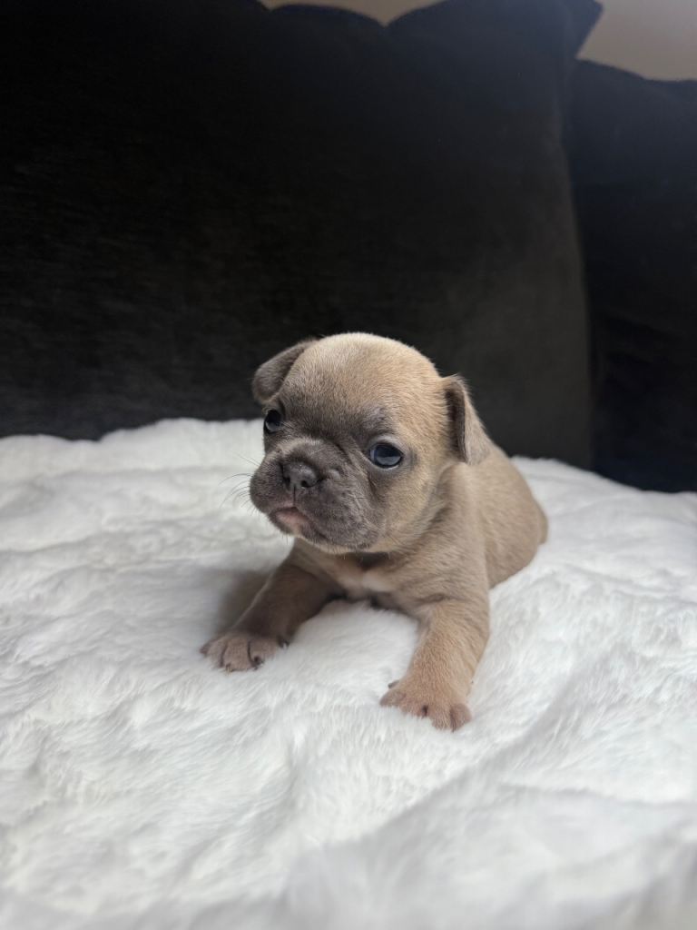 Beautiful French Bulldog Puppies 
