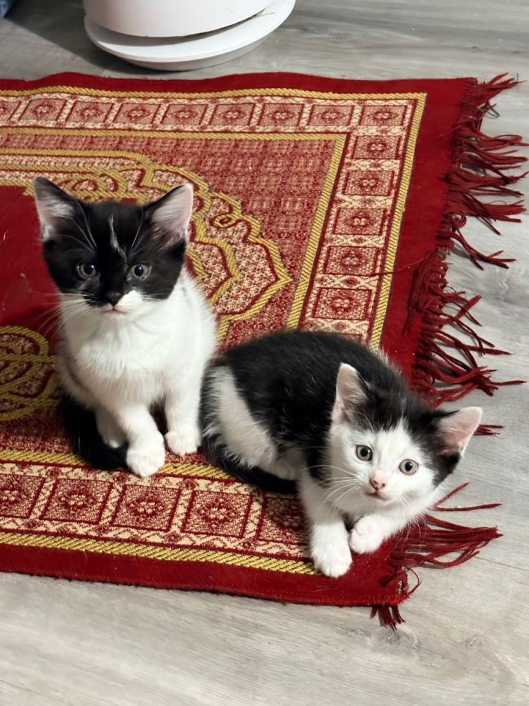 Litter trained 8 week old kitten 