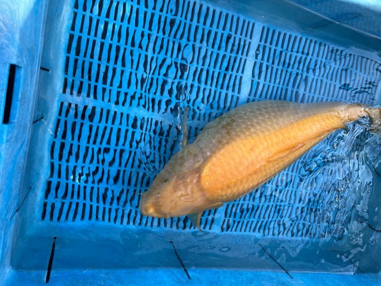 Koi