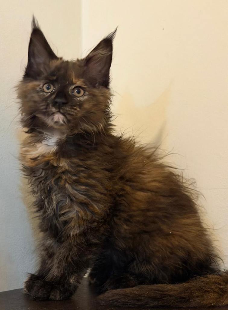 Beautiful purebred maine coon kittens