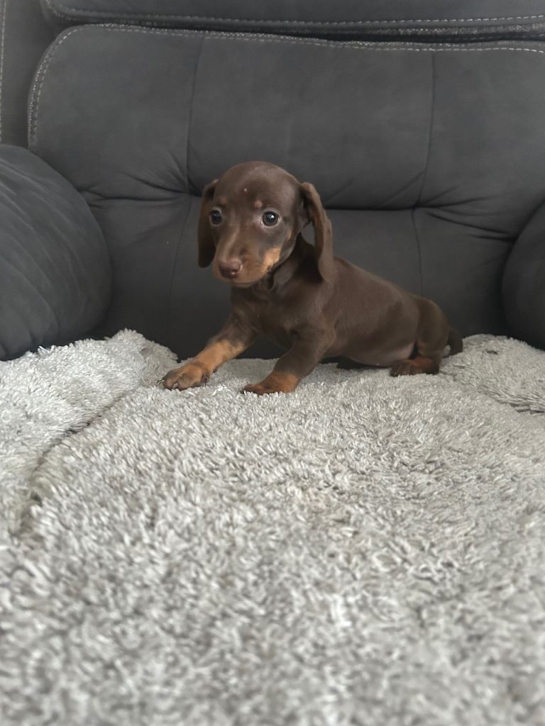 Miniature dachshund puppy