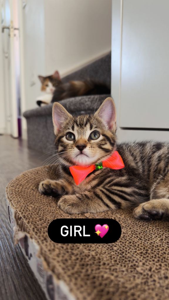 3 kittens
