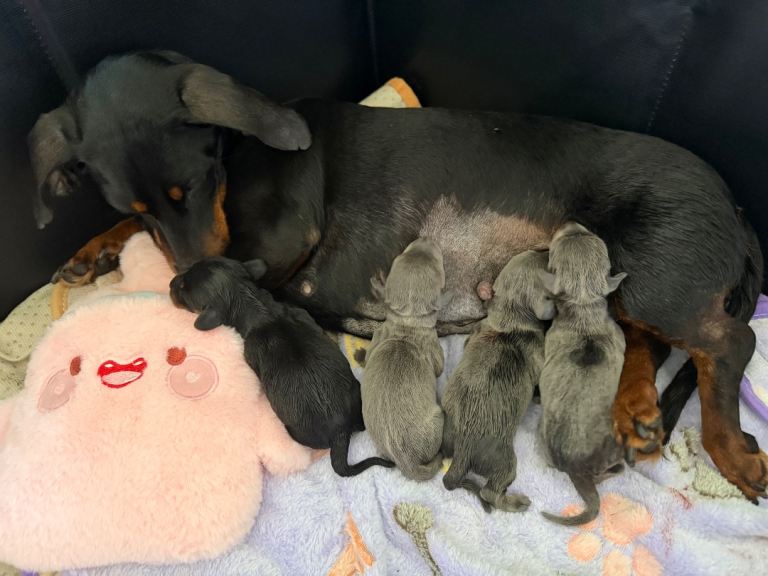 4 miniature dachshund puppies 