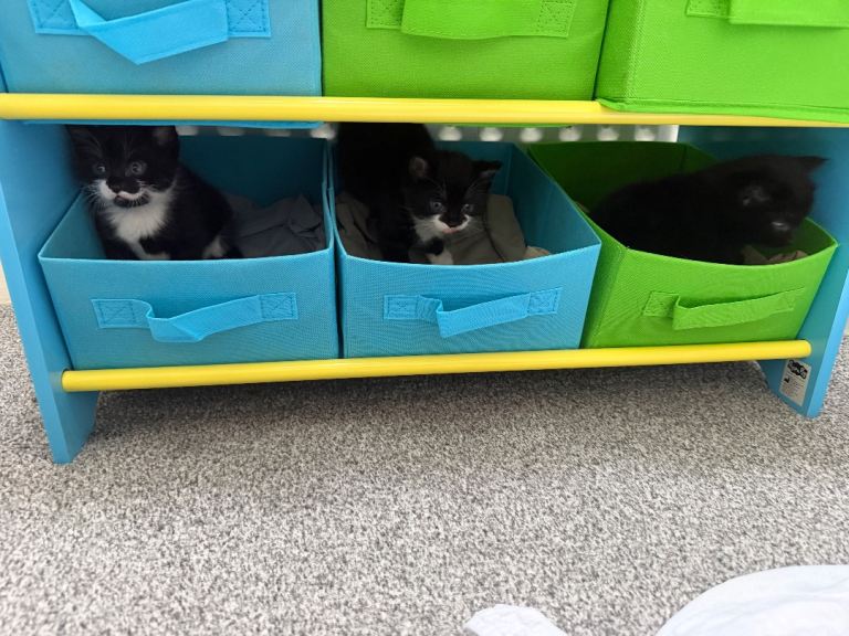 3 baby kittens 