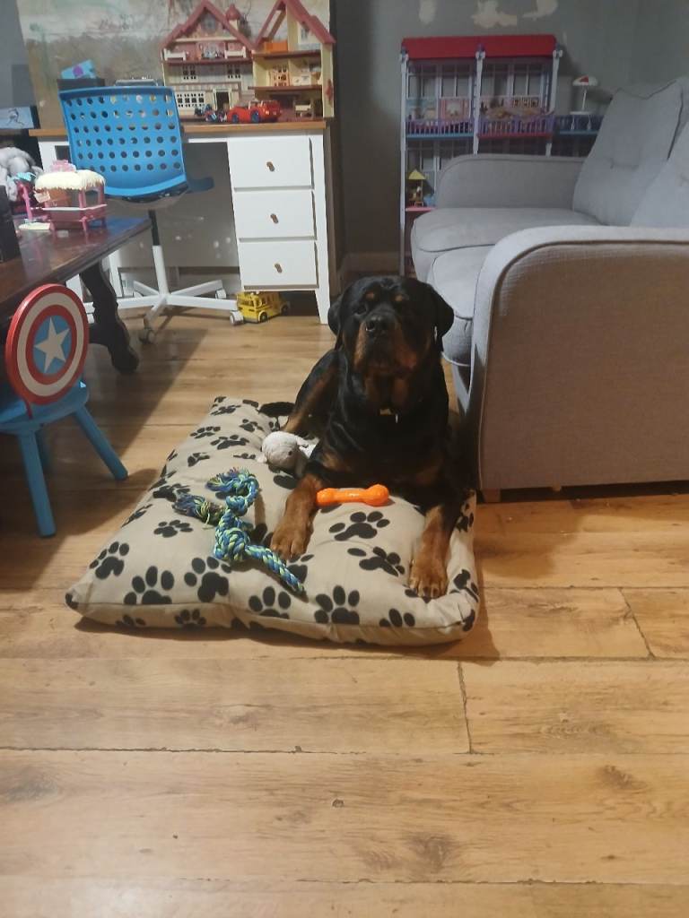 Dog for sale . £150.00