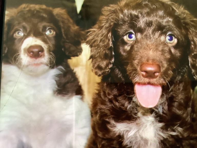 Collie Cross puppies