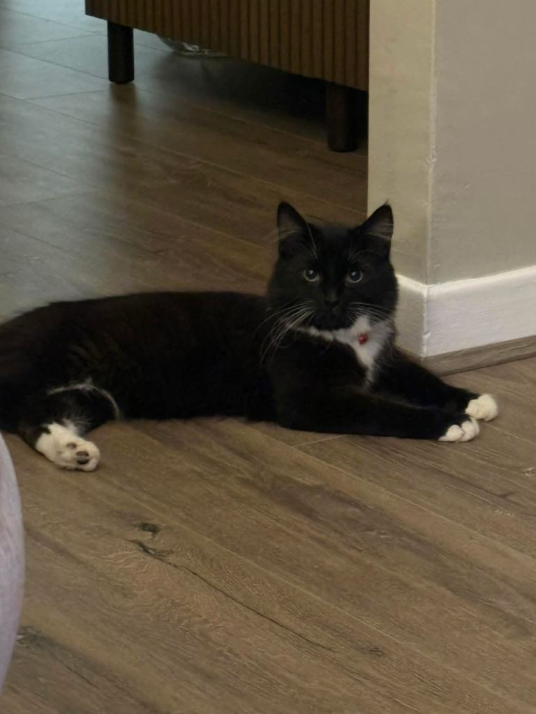 Black & White fluffy boy