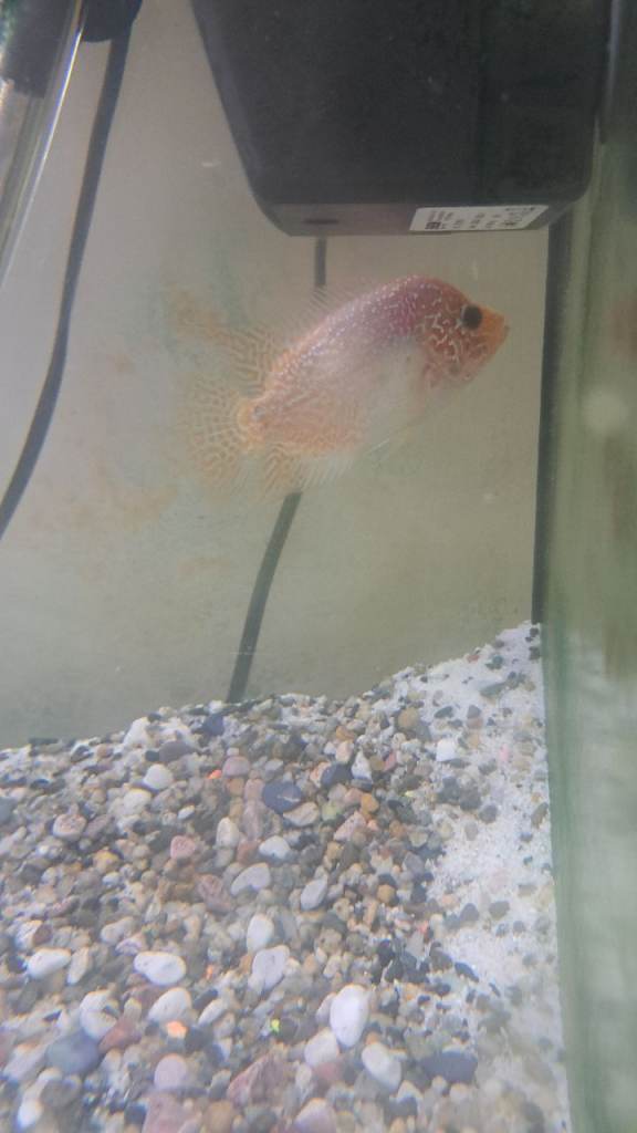 Female yellow kamfa flowerhorn