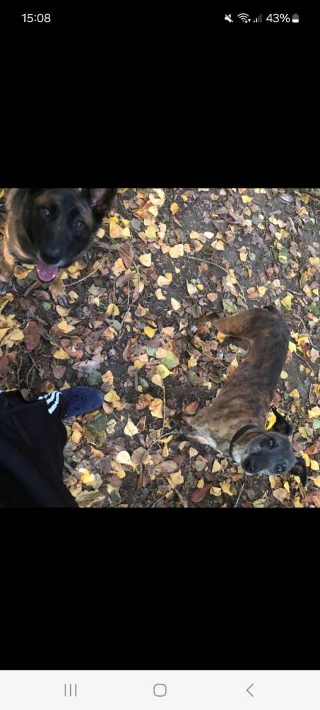 Belgian malinois cross whippet puppies 