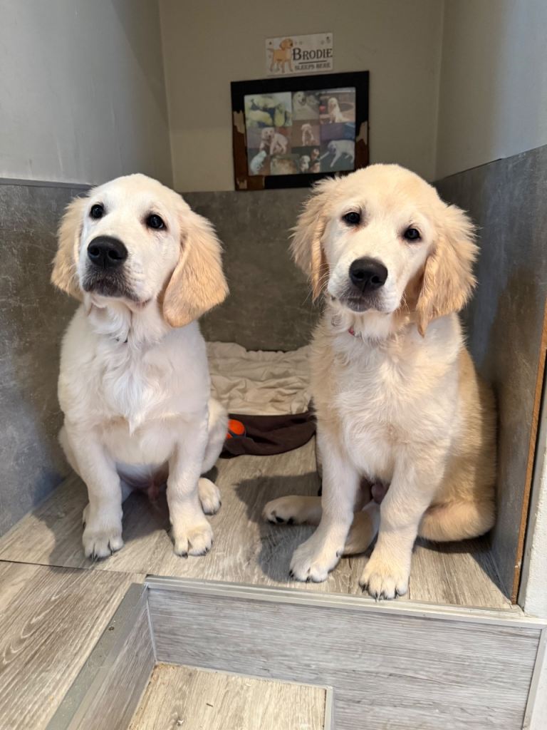 Golden Retriever Puppies looking for a good home 