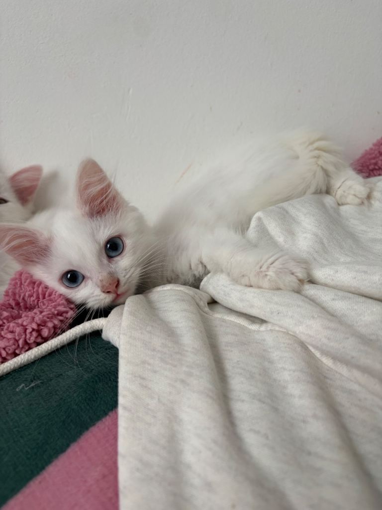 Fluffy kittens for sale 