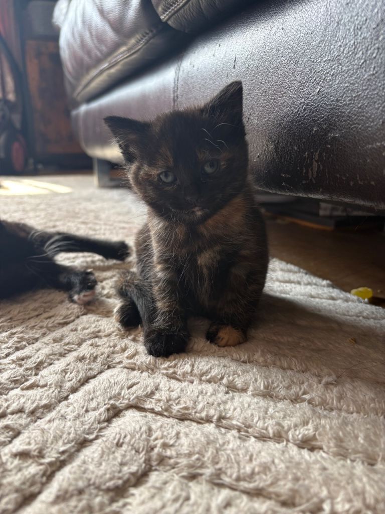 4 beautiful Kittens 