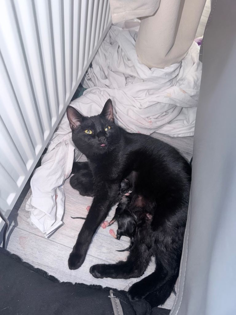 Kittens