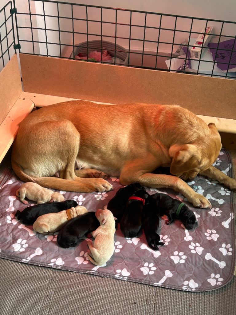 Labrador Puppies