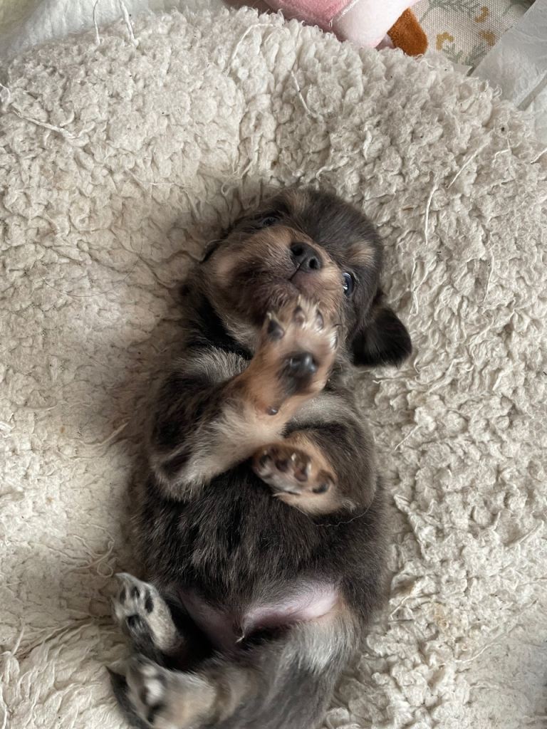 Pure bred chihuahua puppies rare colours 