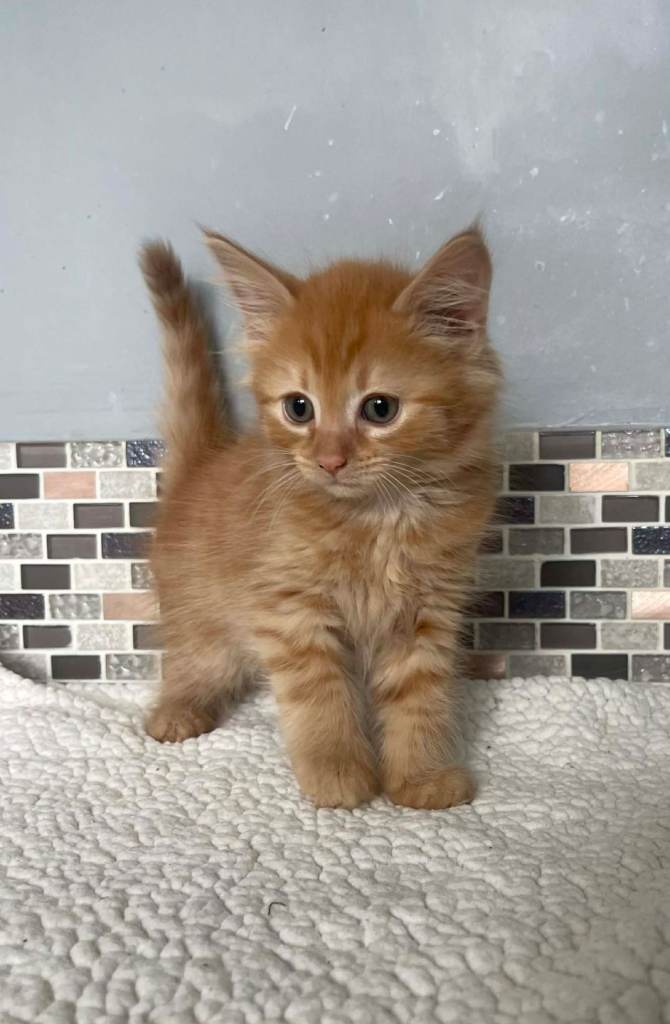 8 Beautiful Kittens READY NOW
