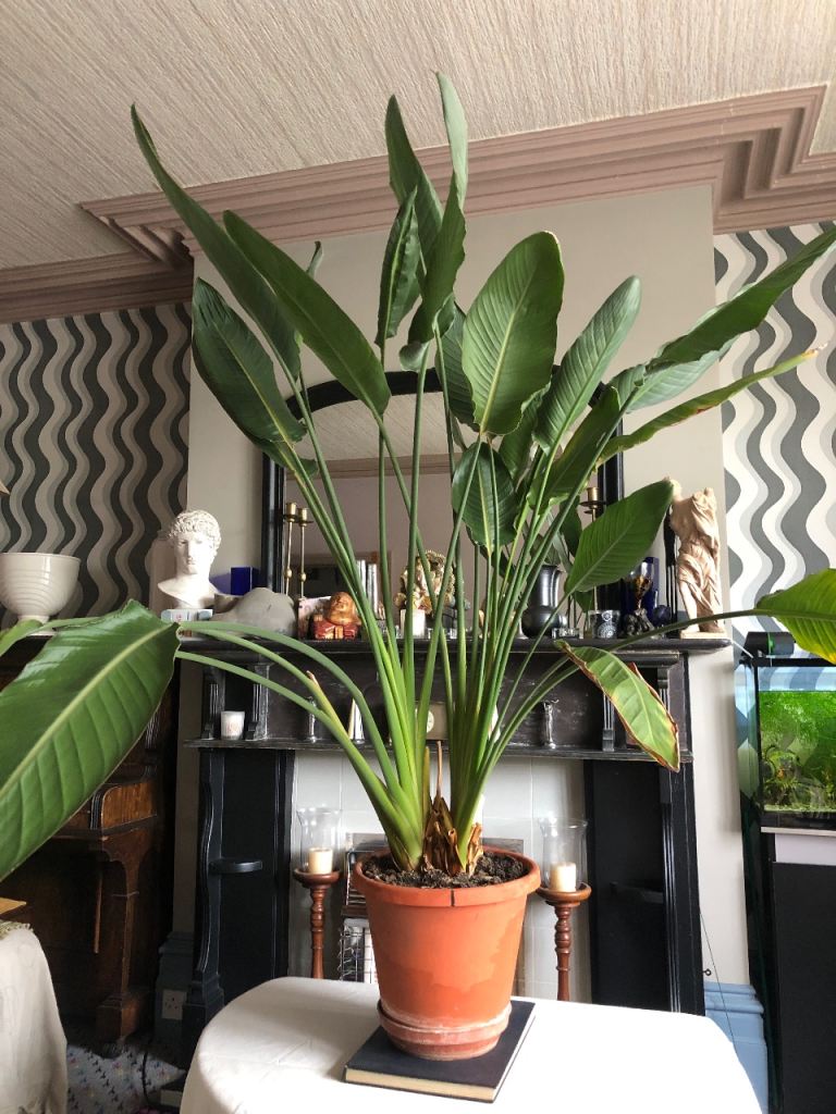 Birds of Paradise Plant