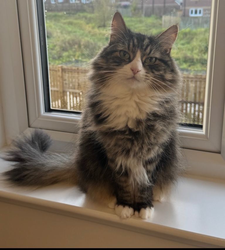Cat for sale