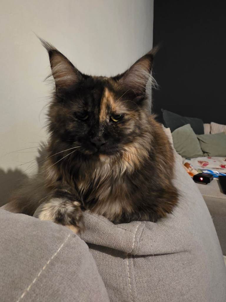 Russian mainecoon kittens