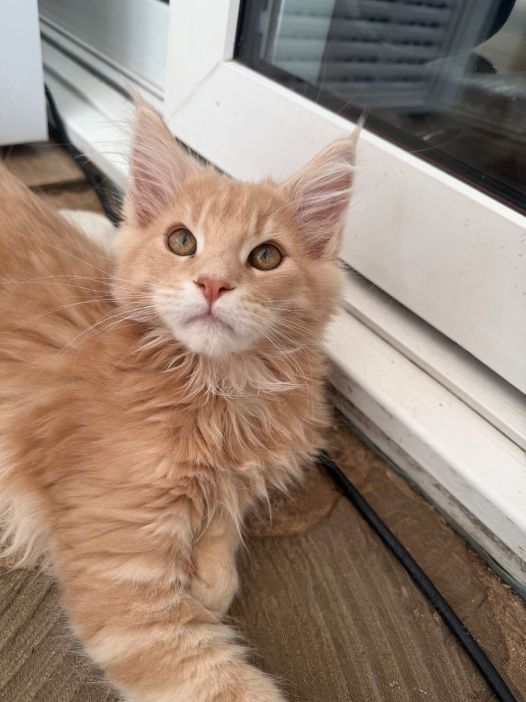 TICA registered Mainecoon kittens 