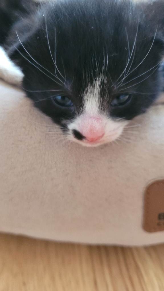 The Midnight & Marble Collection: Stunning Kittens Ready for Love